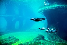 一群企鹅游泳图片素材