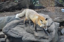 动物园狐狸图片大全
