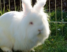 白色毛绒兔子图片下载