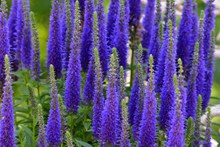 蓝紫色植物花朵图片素材