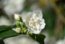 白色茉莉花朵摄影图片素材