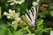 黑白燕尾蝶高清图片