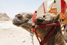 沙漠中骆驼头部特写图片下载