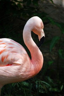 一只粉红色火烈鸟精美图片