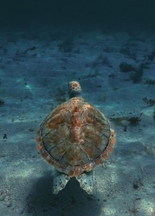 海龟素材高清图
