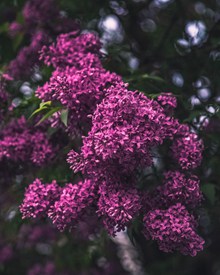 漂亮的紫色鲜花图片下载