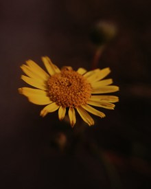 漂亮的黄色菊花图片大全