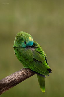 绿色鹦鹉鸟高清图