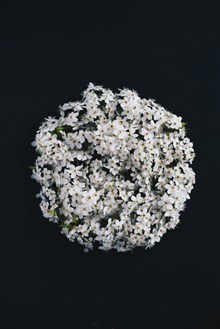 白色的花球精美图片