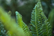 蕨类植物微距图片素材