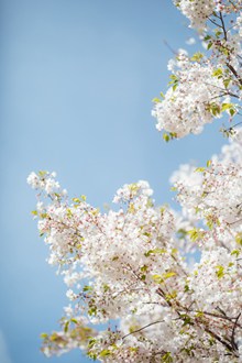 白色樱花唯美意境高清图片