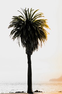 海滩椰子树精美图片