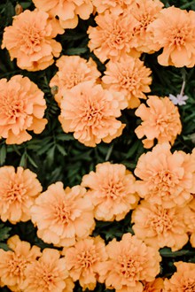 橙色花草植物高清图片