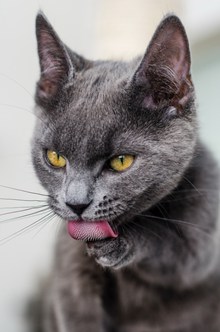 灰色可爱猫咪 灰色可爱猫咪大全图片大全