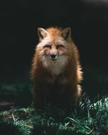 红狐野生动物精美图片