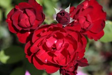 大红玫瑰花绽放精美图片
