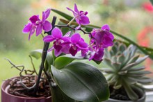 紫色蝴蝶兰盆栽高清图片