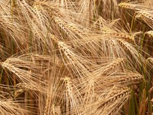 小麦麦穗成熟精美图片