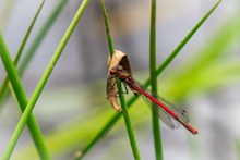 一只小红蜻蜓高清图