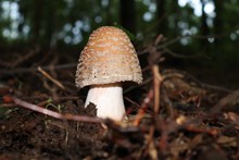 地面蘑菇朵高清图片