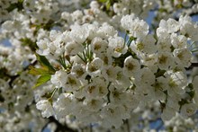 苹果树绽放白色花朵高清图片