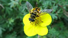 黄色花朵上的蜜蜂图片下载