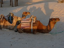 沙漠两只骆驼高清图片