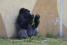 黑色大猩猩吃草图片大全