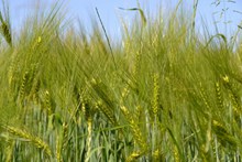 绿色小麦麦穗图片素材