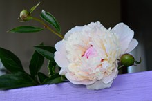 漂亮白色牡丹花朵图片素材