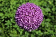 紫色洋葱花球高清图片