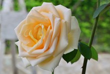 淡橙色玫瑰花朵图片下载