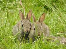 两只灰色小兔子精美图片