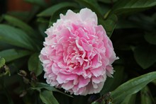 粉色牡丹花朵图片