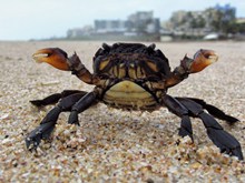 海滩螃蟹图片下载