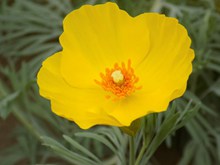 黄色罂粟花朵高清图片