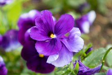 高清紫色花朵摄影图片下载