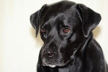 黑色宠物狗肖像精美图片