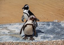 沙漠上的企鹅高清图片