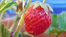 成熟红草莓特写高清图片