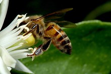 大蜜蜂采蜂蜜高清图