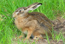 长耳朵兔子精美图片