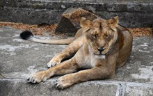 母狮子睡觉图片素材