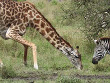 长颈鹿低头吃草精美图片