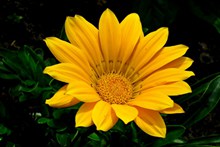 灿烂黄色菊花花朵图片大全