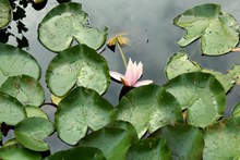 池塘睡莲叶子图片素材