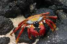 海滩红色螃蟹图片大全