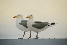 两只灰白海鸥精美图片