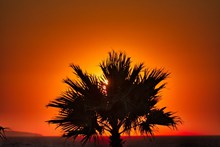 海上黄昏棕榈树剪影图片下载