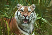 草丛中的大老虎图片素材